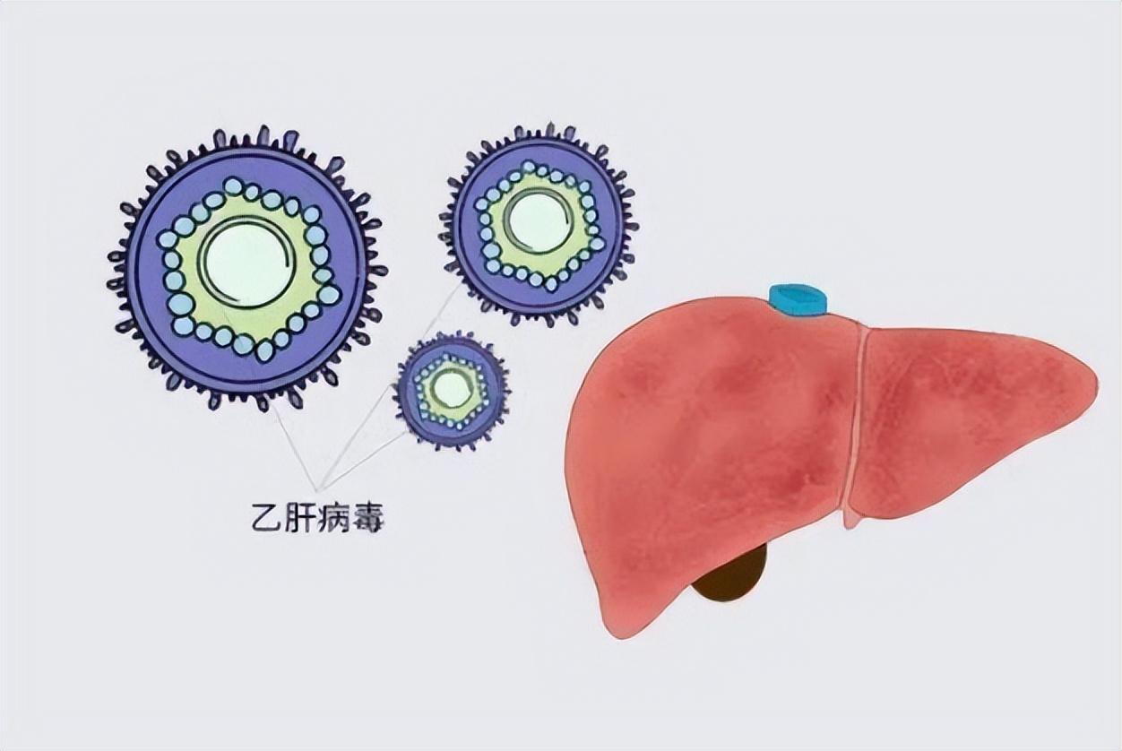 关于木畅恩替卡韦最新价格的探讨