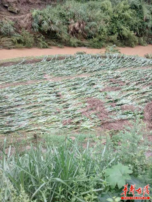 最新黄鹤楼硬8度爆珠，烟草艺术的极致体验